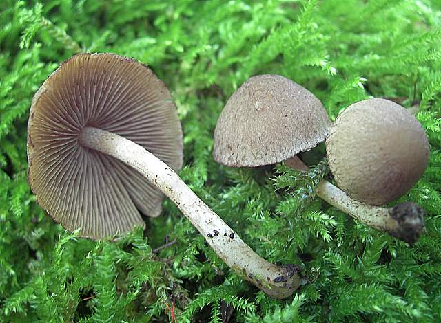 Psathyrella hirtosquamulosa   (Peck)   A. H. Smith